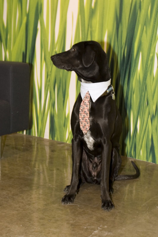 Doggie-with-Tie-1